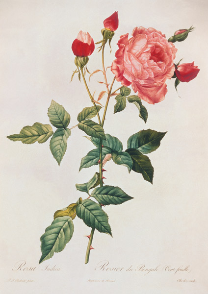 Rosa Indica à Pierre Joseph Redouté