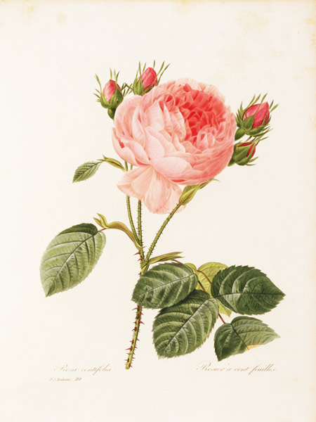 Cabbage Rose / Redouté 1835 à Pierre Joseph Redouté