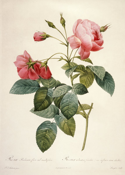 Rosa reclinata flore sub mutiplici à Pierre Joseph Redouté