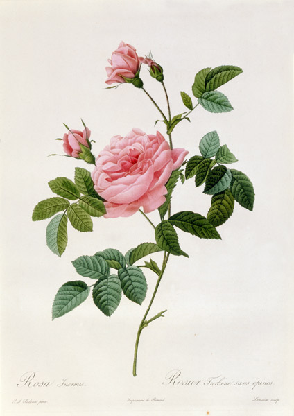 Rosa Inermis à Pierre Joseph Redouté