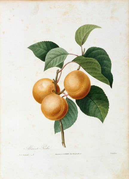 Apricot / Redouté à Pierre Joseph Redouté
