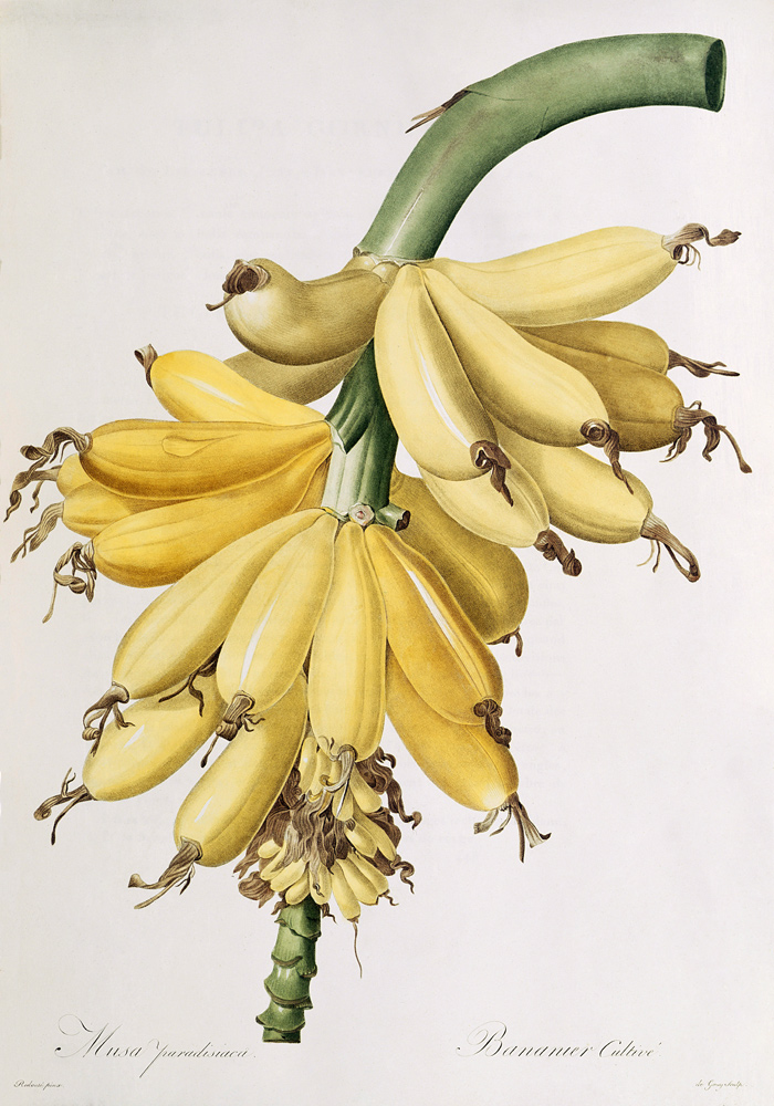 Banana à Pierre Joseph Redouté
