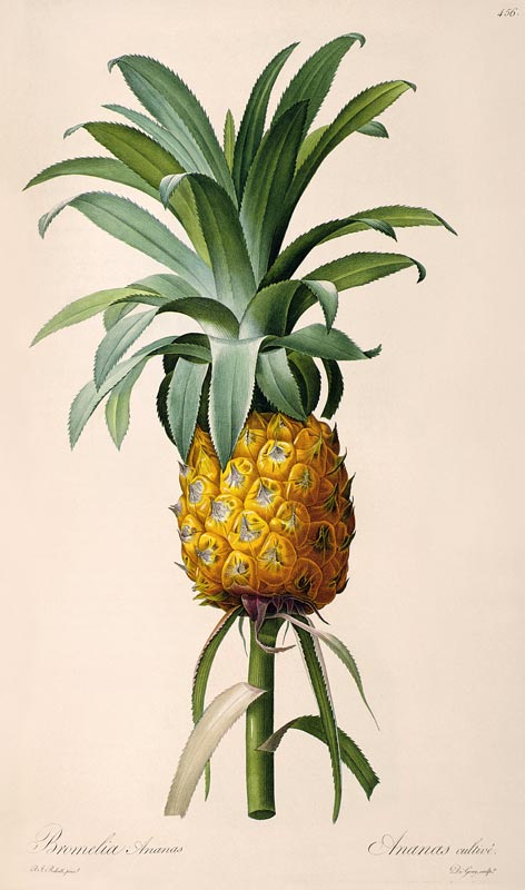 Bromelia Ananas, from 'Les Bromeliacees' à Pierre Joseph Redouté