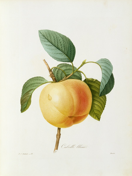 Pomme, Calville blanc  à Pierre Joseph Redouté