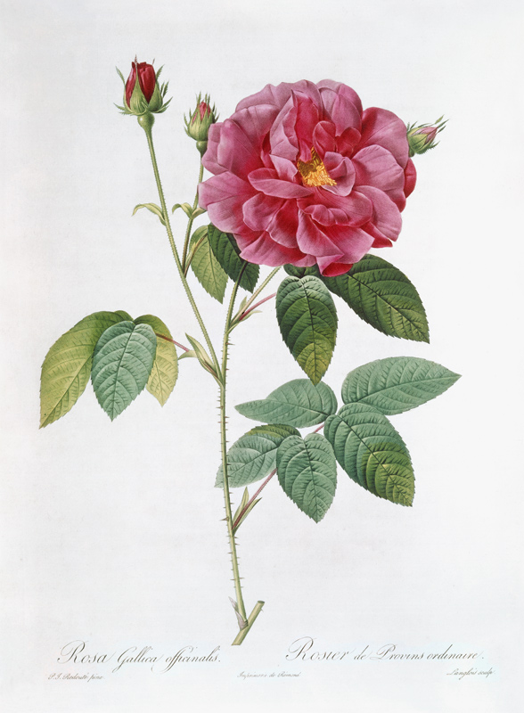 La rose Rosa Gallica officinalis à Pierre Joseph Redouté