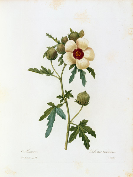 Flower-of-an-hour / Redouté à Pierre Joseph Redouté