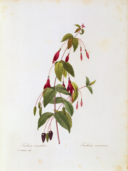 Fuchsia / Redouté à Pierre Joseph Redouté