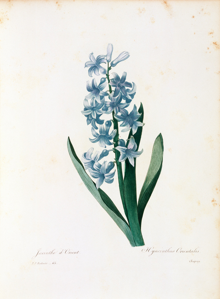 Hyacinth / Redouté à Pierre Joseph Redouté