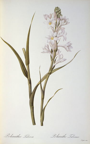 Polianthes Tuberosa, from `Les Liliacees' à Pierre Joseph Redouté