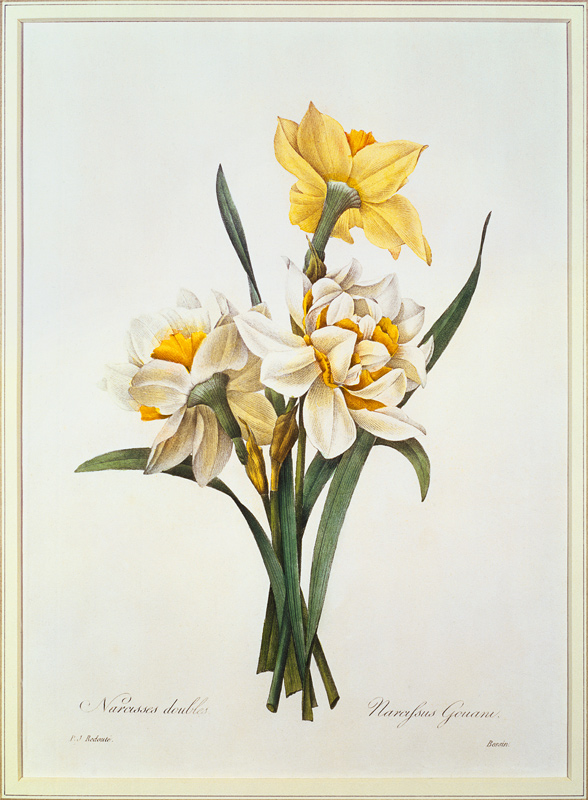 Narcisses, de la collection 'Choix des Plus Belles Fleurs' à Pierre Joseph Redouté