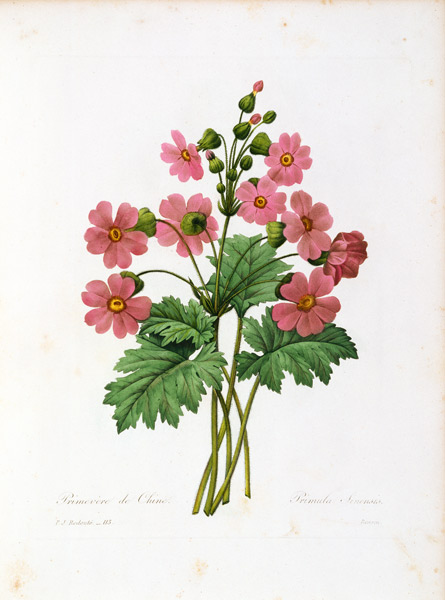 Primula Sinensis / Redouté à Pierre Joseph Redouté
