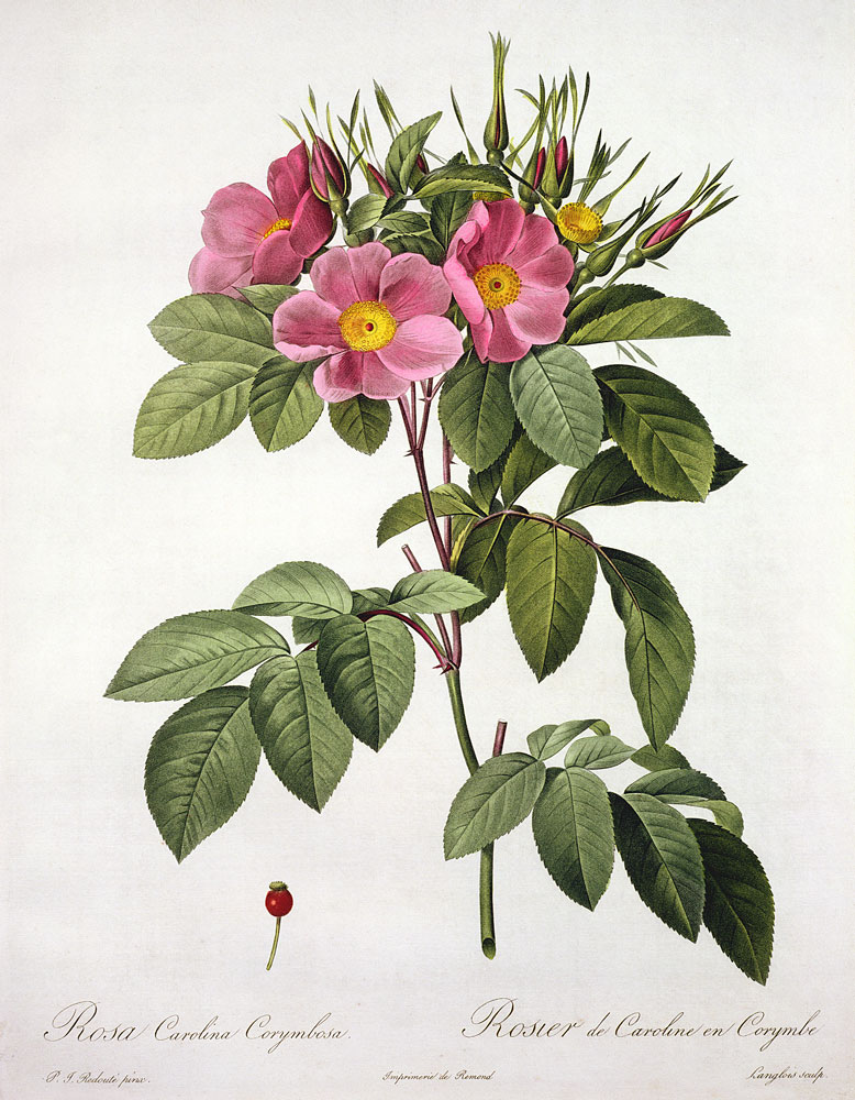 Rosa Carolina Corymbosa, engraved by Langlois, from 'Les Roses' à Pierre Joseph Redouté