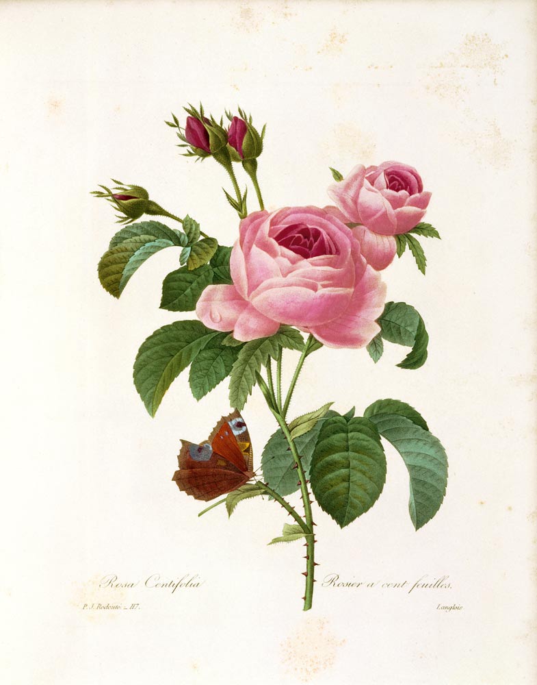 Rosa Centifolia à Pierre Joseph Redouté