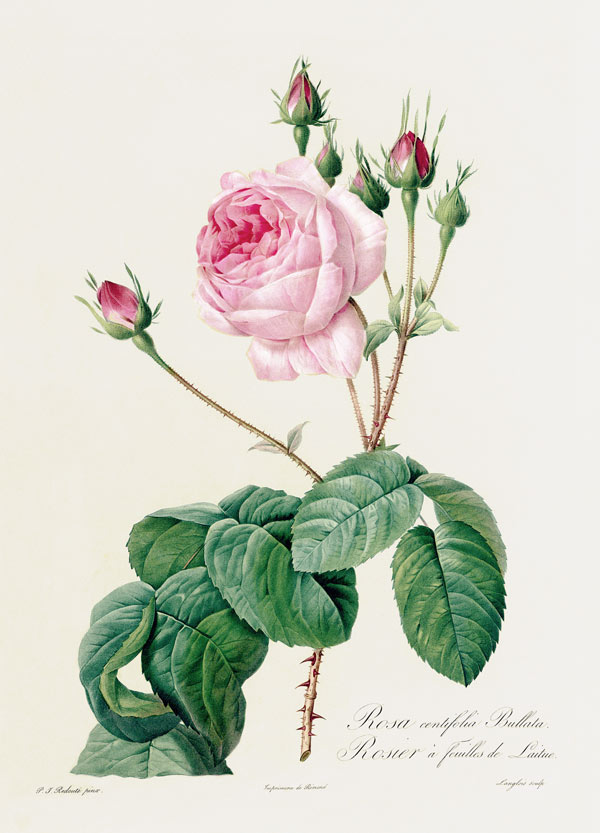 Rosa Centifolia Bullata à Pierre Joseph Redouté