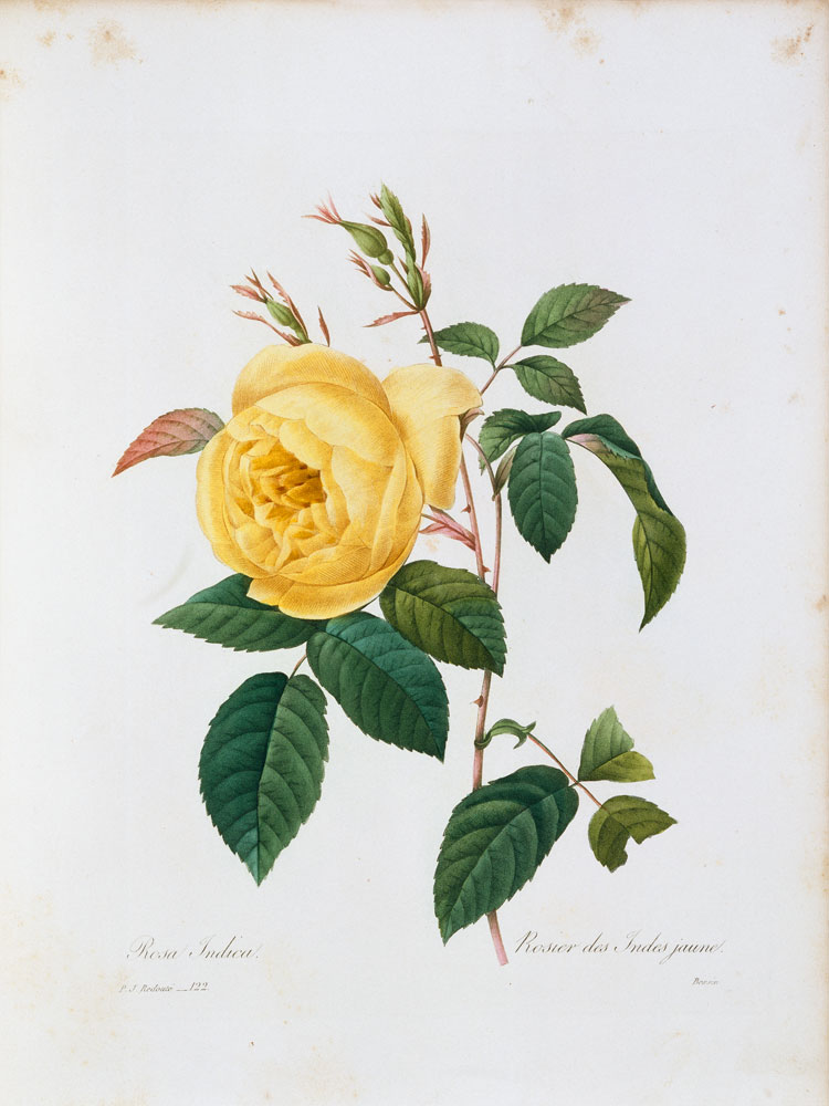 Rosa Indica / Redouté 1835 à Pierre Joseph Redouté