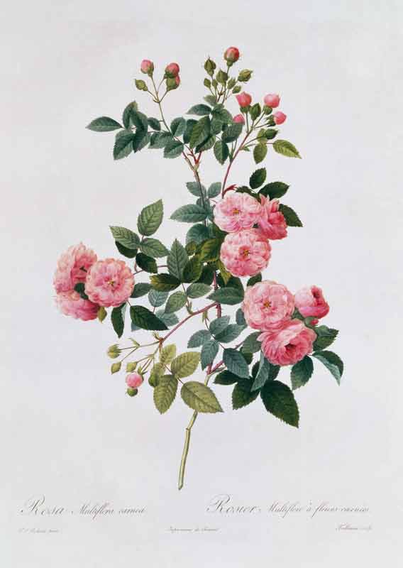 Rose Multiflora Carnea à Pierre Joseph Redouté