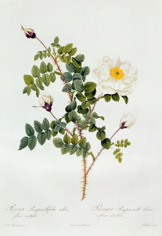 Rosa Pimpinellifolia Alba Flore Multiplei à Pierre Joseph Redouté