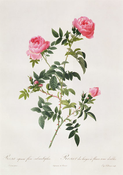 Rosa Sepium Flore Submultiplici à Pierre Joseph Redouté