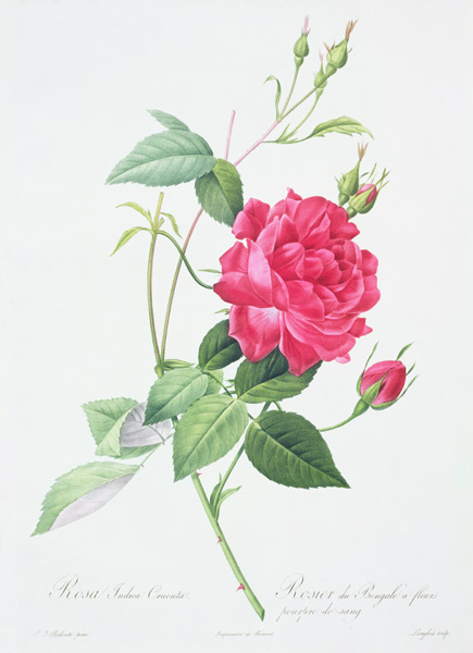 Rosa indica cruenta (blood-red Bengal rose), engraved by Langlois, from 'Les Roses' à Pierre Joseph Redouté