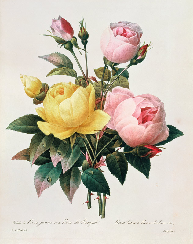 Rosa lutea and Rosa indica, from 'Les Choix des Plus Belles Fleurs' à Pierre Joseph Redouté