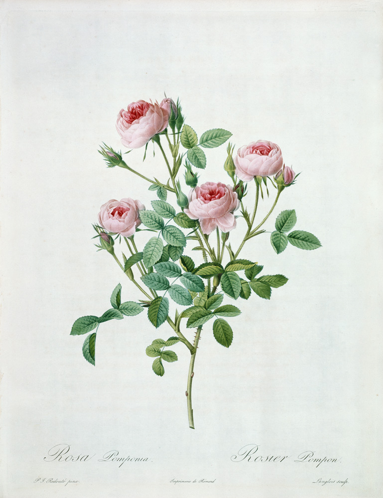 Rosa pomponia, engraved by Langlois, from 'Les Roses' à Pierre Joseph Redouté