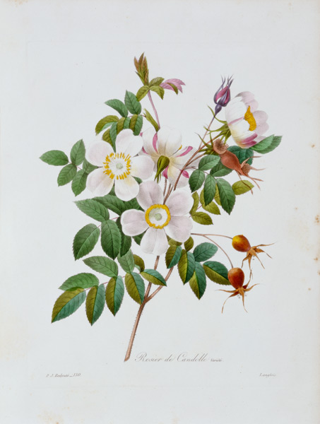 Rose, Candolle / Redouté 1835 à Pierre Joseph Redouté