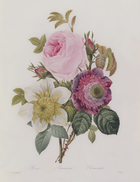 Rose, anemone and Clematide à Pierre Joseph Redouté