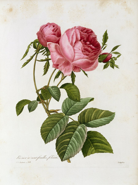 Roses / Redouté 1835, 131 à Pierre Joseph Redouté