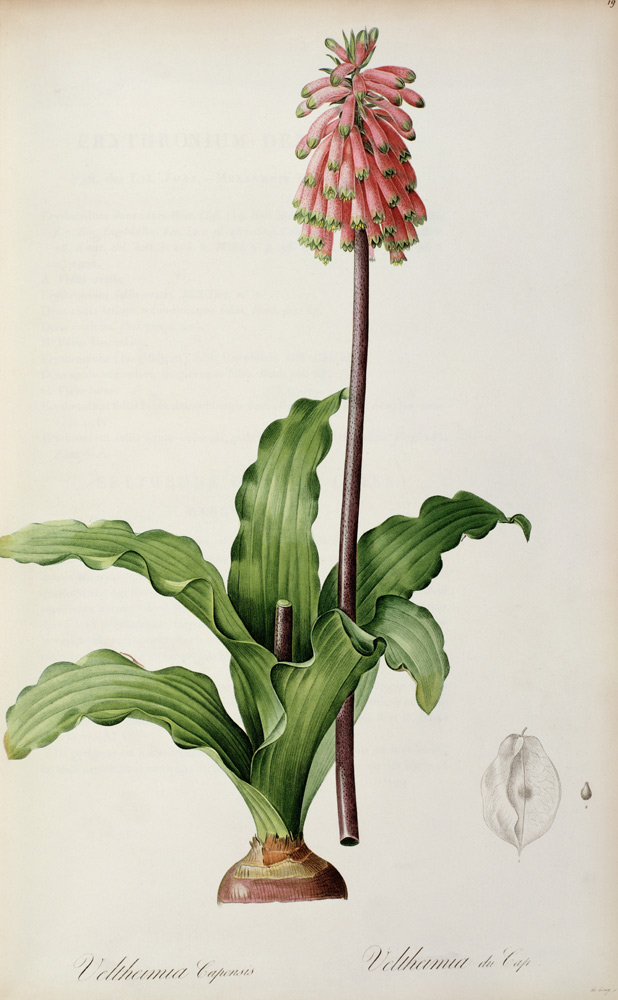 Veltheimia Capensis, from `Les Liliacees' à Pierre Joseph Redouté