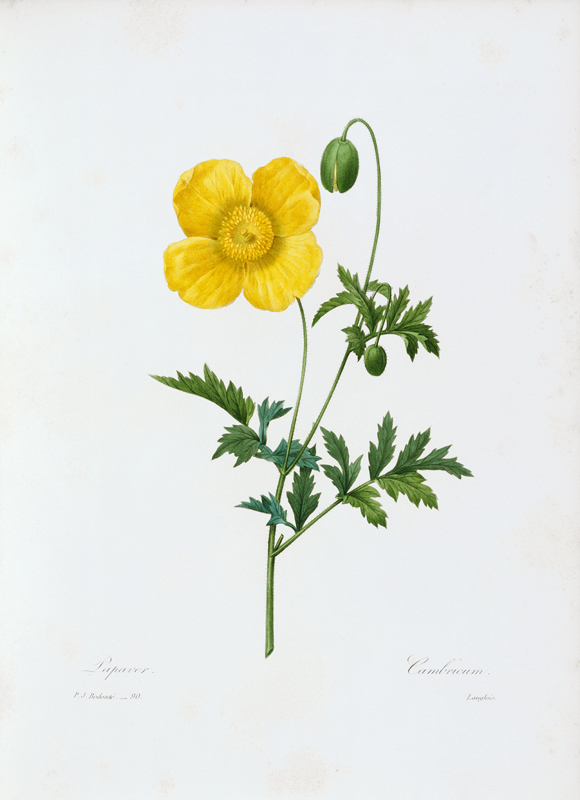 Welsh Poppy / Redouté à Pierre Joseph Redouté