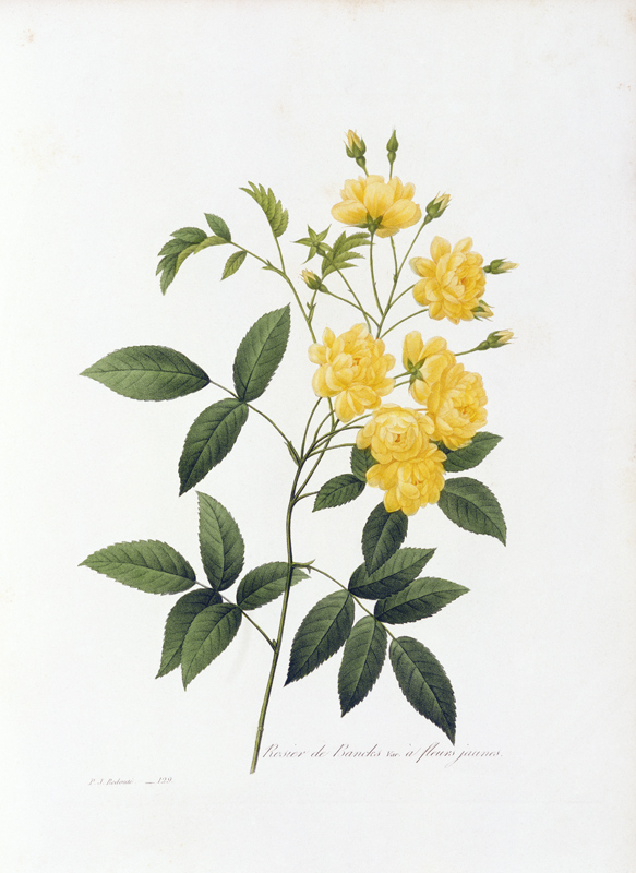 Yellow Lady Banks Rose / Redouté 1835 à Pierre Joseph Redouté