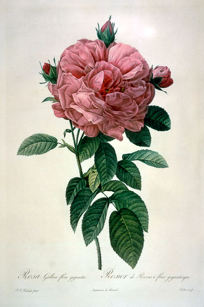 Rosa Gallica Flore Giganteo à Pierre Joseph Redouté