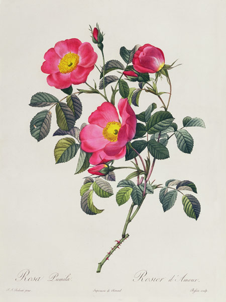 Rosa Lumila à Pierre Joseph Redouté