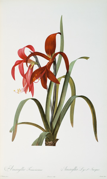 Amaryllis Formosissima, from `Les Liliacees' à Pierre Joseph Redouté