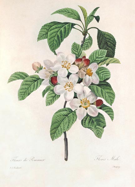 Apple blossom / Redouté à Pierre Joseph Redouté