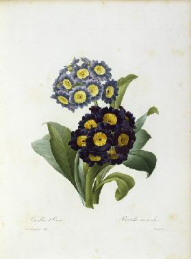 Auricula / Redouté