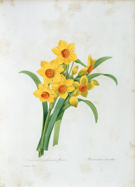 Bunch-flowered Narcissus / Redouté à Pierre Joseph Redouté
