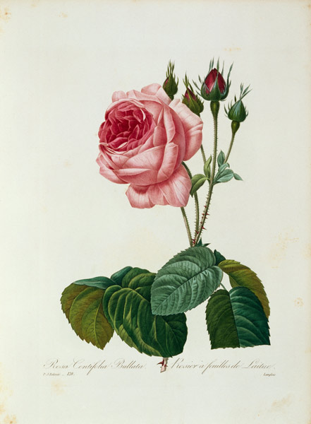 Cabbage rose / Redouté 1835 à Pierre Joseph Redouté