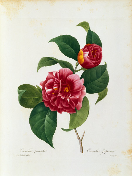Camellia / Redouté à Pierre Joseph Redouté