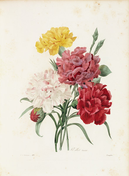 Carnations / Redouté à Pierre Joseph Redouté