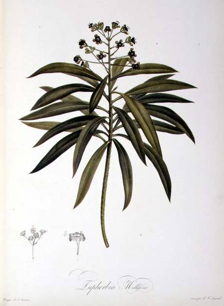 Euphorbia Mellifera, from `Le Jardin de la Malmaison' à Pierre Joseph Redouté