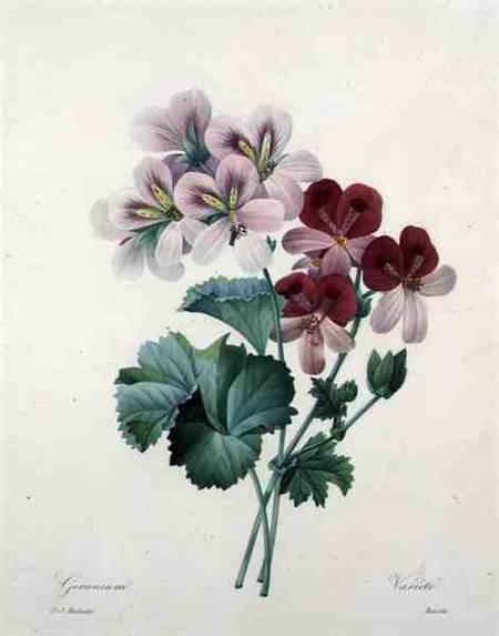 Geranium variety (Crane's-bill), engraved by Bessin, from 'Choix des Plus Belles Fleurs' à Pierre Joseph Redouté