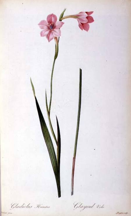 Gladiolus Hirsulus, from `Les Liliacees' à Pierre Joseph Redouté