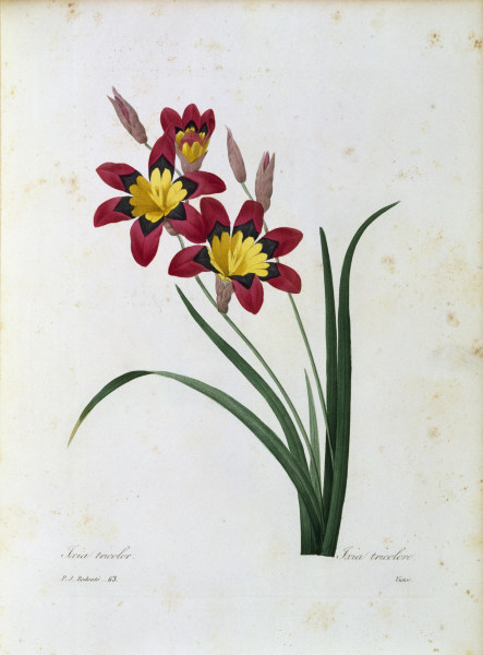 Harlequin Flower / Redouté à Pierre Joseph Redouté