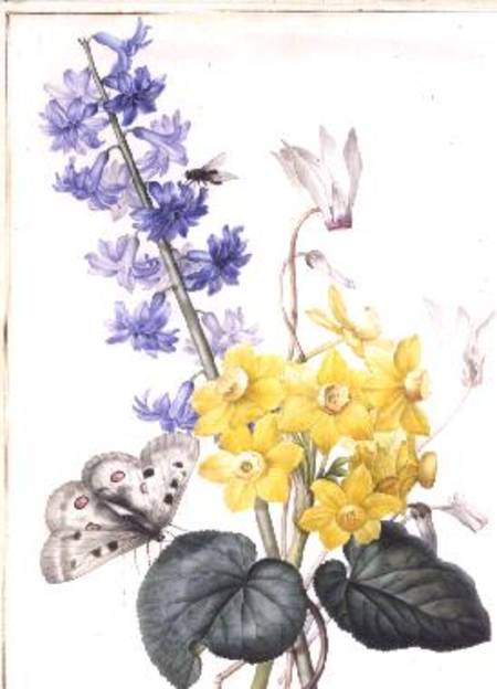 Hyacinth, Cyclamen and Narcissi à Pierre Joseph Redouté