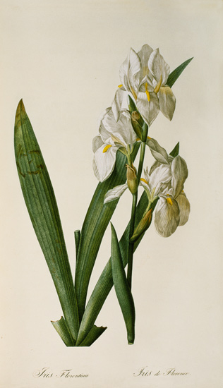Iris Florentina, from `Les Liliacees' à Pierre Joseph Redouté
