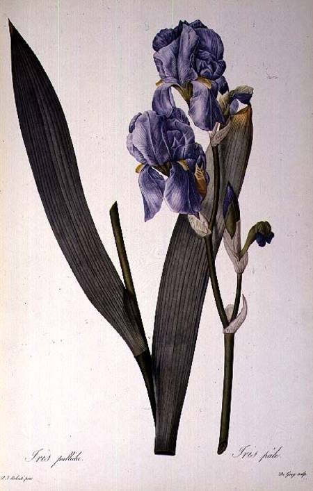 Iris Pallida, from `Les Liliacees' à Pierre Joseph Redouté