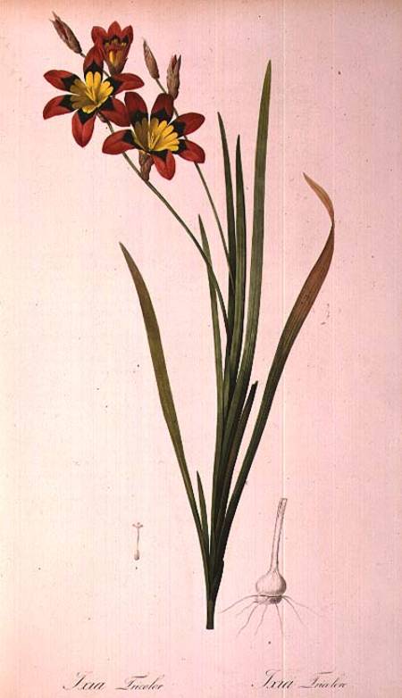 Ixia Tricolor, from `Les Liliacees' à Pierre Joseph Redouté