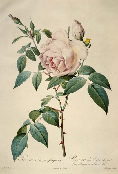 Rosa chinensis and Rosa gigantea, from 'Les Roses' à Pierre Joseph Redouté