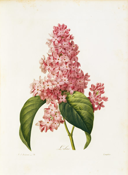 Lilac / Redouté à Pierre Joseph Redouté